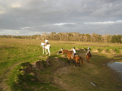 horseback riding instruction