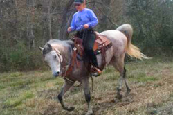 Sundance Horse Ranch - Houston Texas Rescue Horses 281-585-8145