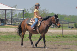 Sundance Horse Ranch - Houston Texas Rescue Horses 281-585-8145